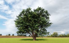 Ulmus Americana Tree