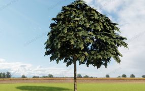 Mountain Ash Rowan Tree