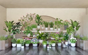 Houseplant Collection