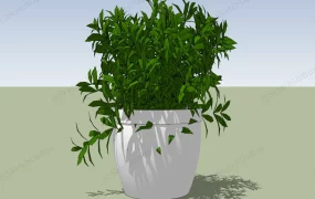China Doll Plant