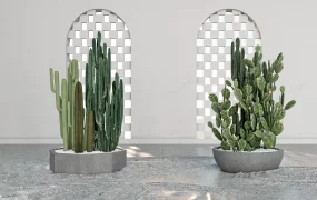 Indoor Cactus Garden Design