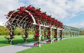 Rose Pergola Walkway Idea