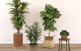 Indoor Plants With Rattan Pots