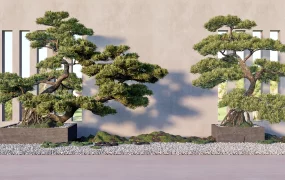 Japanese Zen Pine Bonsai Feature Wall