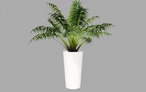 Potted Palm Plant
