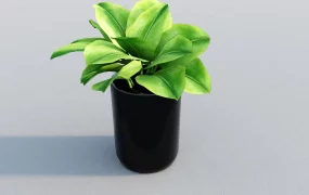 Epipremnum Potted Plants