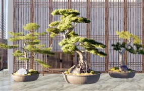 Oldest Bonsai Trees