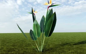 Strelitzia Reginae Crane Flower