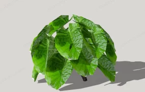 Alocasia Elephant Ear