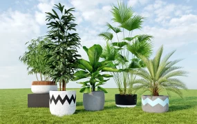 Large Potted Plants
