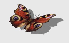 Orange Black Butterfly