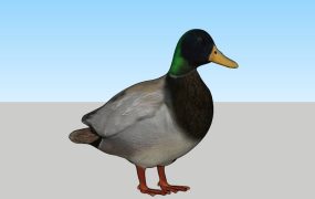 Mallard Duck