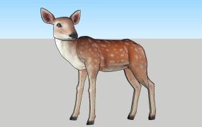 White Tailed Deer