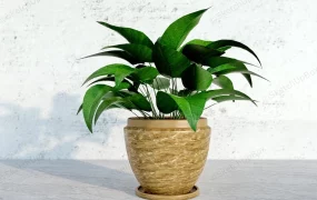 Potted Pothos Plant