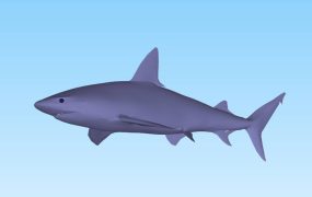 Blue Shark