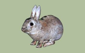 Cute Wild Rabbit