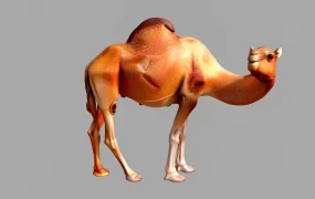 Dromedary Camel
