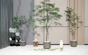 Tall Indoor Trees