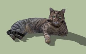 American Shorthair Cat