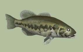 Largemouth Bass Fish