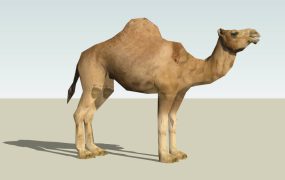 Dromedary Camel