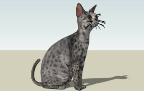 Egyptian Mau Cat