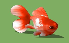 Ryukin Goldfish