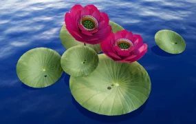 Beautiful Lotus Flower