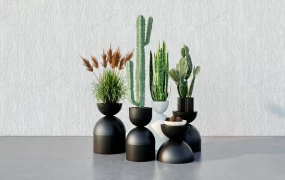 Decorative Indoor Plants