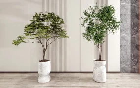 Tall Indoor Tree Plants
