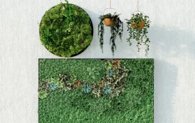 Vertical Garden Plants