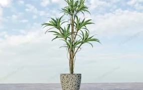 Kiwi Dragon Tree House Plant