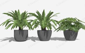 Potted Split Leaf Philodendron And Birds Nest Fern Plant