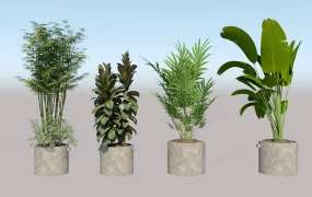 Big Indoor Houseplants