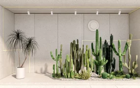 Indoor Cactus Garden