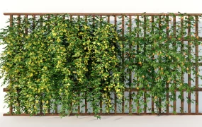 Climbing Flowering Vines Privacy Fence