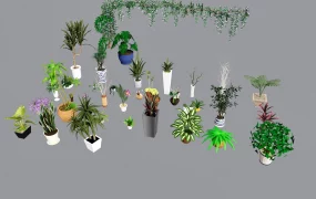 Houseplant Collection