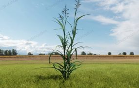 Reed Canary Grass