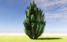 Dwarf Austrian Pine Tree