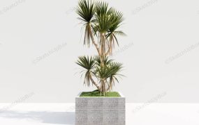 Dracaena Dragon Tree
