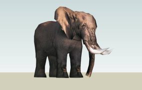 African Elephant