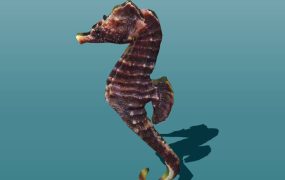 Short-Snouted Seahorse