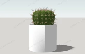 Cactus Ball Plant In Pot