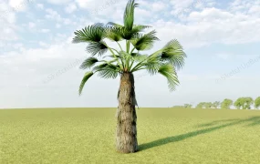 Mexican Fan Palm Tree