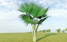 Tropical Fan Palm