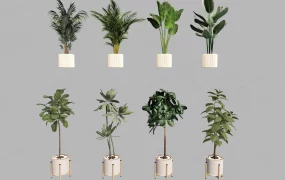 Potted Tropical Indoor Plant Collection
