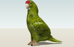 Norfolk Parakeet Parrot