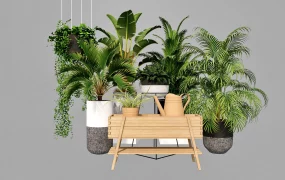 Tropical Potted Plants