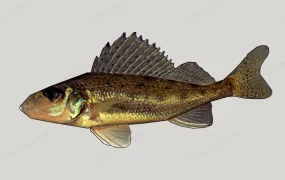 Bass Fish