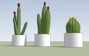 Potted Cactus Plants